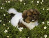 Tibetansk Spaniel