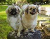 Tibetansk Spaniel