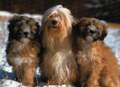 Tibetansk Terrier
