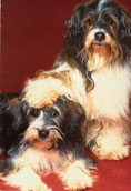 Tibetansk Terrier