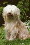 Tibetansk Terrier