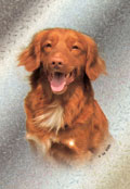 Nova Scotia Duck Tolling Retriever