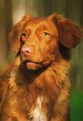 Nova Scotia Duck Tolling Retriever