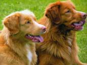Nova Scotia Duck Tolling Retriever