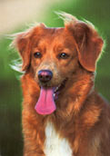 Nova Scotia Duck Tolling Retriever