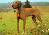 Ungersk Vizsla (korth&aring;rig)