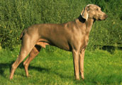 Weimaraner