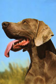 Weimaraner