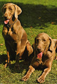 Weimaraner