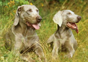 Weimaraner
