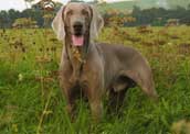 Weimaraner