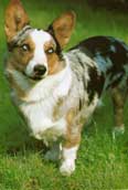 Welsh Corgi Cardigan