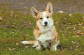 Welsh Corgi Cardigan