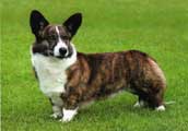 Welsh Corgi Cardigan