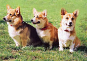 Welsh Corgi Pembroke