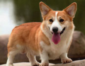 Welsh Corgi Pembroke