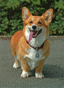 Welsh Corgi Pembroke