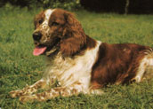 Welsh Springer Spaniel