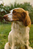 Welsh Springer Spaniel