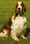 Welsh Springer Spaniel