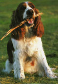 Welsh Springer Spaniel