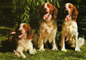 Welsh Springer Spaniel