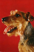 Welshterrier