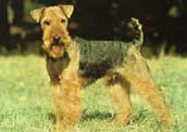 Welshterrier
