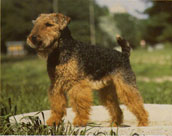 Welshterrier