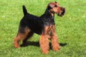 Welshterrier