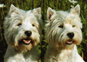 West Highland White Terrier
