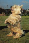 West Highland White Terrier