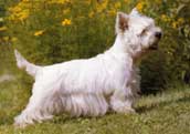 West Highland White Terrier