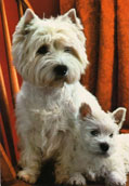 West Highland White Terrier