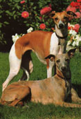 Whippet