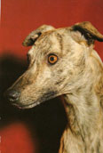 Whippet