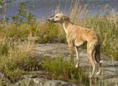 Whippet