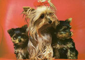 Yorkshireterrier