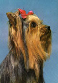 Yorkshireterrier