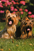 Yorkshireterrier