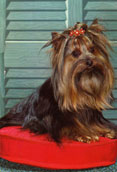 Yorkshireterrier
