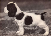 Cockerspanielvalp