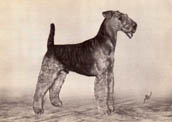 Airedaleterrier