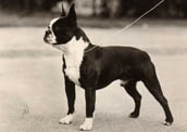 Bostonterrier