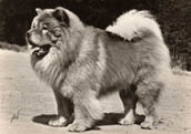 Chow Chow