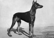 Dobermannpinscher