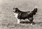 Border Collie