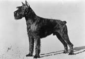 Reisenschnauzer