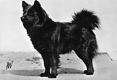 Svensk Lapphund