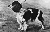 Cocker Spaniel